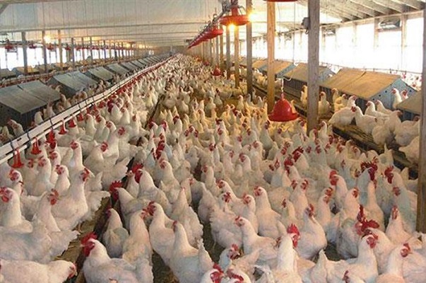 مصر: فيروس يضرب 90% من مزارع الدواجن ويرفع أسعارها في رمضان